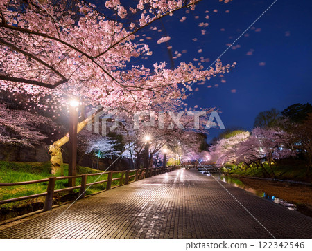 Illuminated cherry blossoms at night 122342546