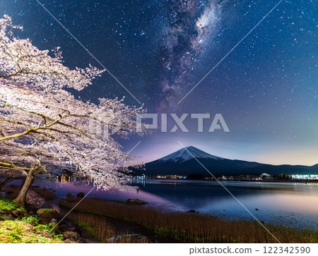 Illuminated cherry blossoms at night Illuminated cherry blossoms at night 122342590