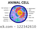 Diagram of an Animal cell anatomy. 122342610