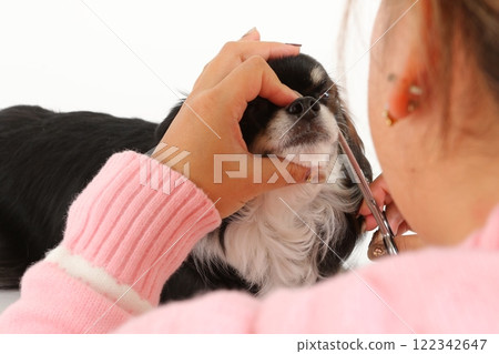 A grooming scene where a dog's whiskers are carefully trimmed 122342647
