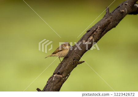 common chiffchaff or Phylloscopus collybita or leaf warbler perhed on branch at keoladeo national park bharatpur bird sanctuary rajasthan india during winter migration 122342672