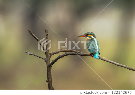 common kingfisher or Alcedo atthis is a small colorful bird closeup or portrait perched on branch in natural green background at keoladeo national park or bharatpur bird sanctuary rajasthan india asia 122342673