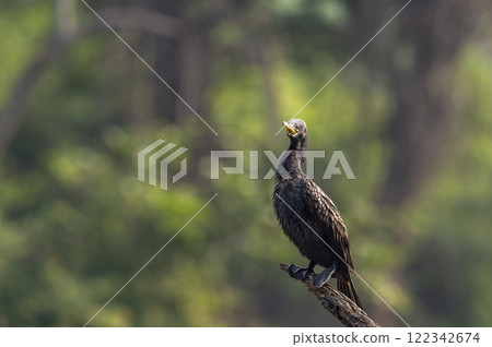 wild indian cormorant or Indian shag or Phalacrocorax fuscicollis at keoladeo national park bharatpur sanctuary rajasthan india Non breeding bird portrait with blue iris in natural green background 122342674