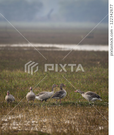 Greylag goose or Anser anser flock family at keoladeo national park or bharatpur bird sanctuary rajasthan india asia bird in open grassland with shallow water or wetland during winter season migration Greylag goose or Anser anser flock family at keoladeo national park or bharatpur bird sanctuary rajasthan india asia bird in open grassland with shallow water or wetland during winter season migration 122342677