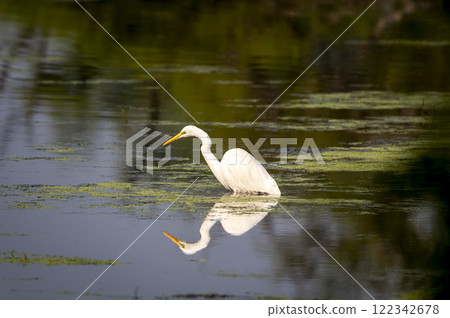 great egret or ardea alba at keoladeo national park forest bird sanctuary bharatpur rajasthan india with reflection in shallow water wetland in isolated black background in peak winter season safari 122342678