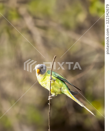 full shot of Plum headed parakeet or Psittacula cyanocephala bird at jim corbett national park forest tiger reserve uttarakhand india perched on branch in natural green background in jungle safari full shot of Plum headed parakeet or Psittacula cyanocephala bird at jim corbett national park forest tiger reserve uttarakhand india perched on branch in natural green background in jungle safari 122342679