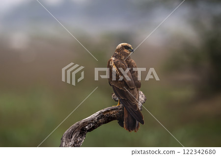 western marsh harrier or Circus aeruginosus at keoladeo national park bharatpur bird sanctuary rajasthan india bird closeup perch on dead tree trunk and natural green background in winter migration 122342680