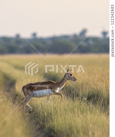 wild female blackbuck or antilope cervicapra or Indian antelope at velavadar national park gujrat india. blackbuck side profile crossing forest tack in golden hour winter light in grassland landscape 122342683