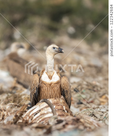 Griffon vulture or Eurasian Griffon or Gyps fulvus closeup or portrait perched on carcass of dead animals in dump yard during winter migration at jorbeer conservation reserve bikaner Rajasthan India Griffon vulture or Eurasian Griffon or Gyps fulvus closeup or portrait perched on carcass of dead animals in dump yard during winter migration at jorbeer conservation reserve bikaner Rajasthan India 122342684