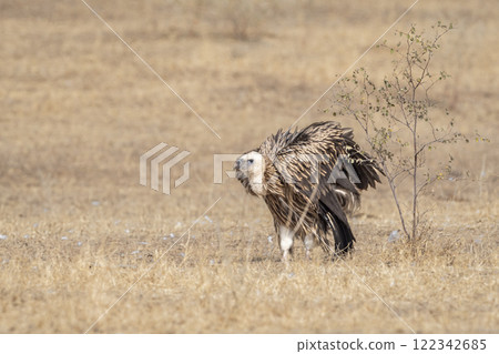 Himalayan vulture or Gyps himalayensis or Himalayan griffon vulture closeup or portrait ready to fly fluffy wingspan in winter season migration at desert national park jaisalmer Rajasthan India asia 122342685