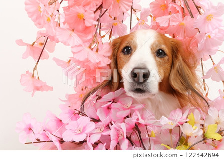 A gorgeous spring-like portrait of a dog with cherry blossom decorations 122342694