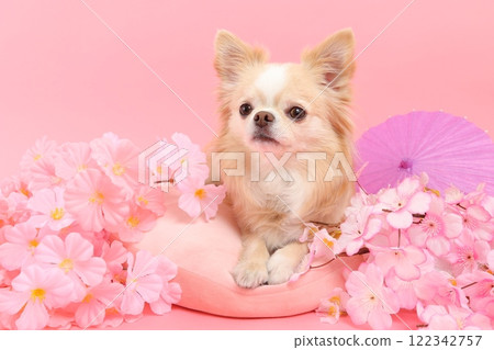 A Japanese-style scene with chihuahuas and spring colors surrounded by cherry blossoms A Japanese-style scene with chihuahuas and spring colors surrounded by cherry blossoms 122342757