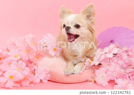 A Japanese-style scene with chihuahuas and spring colors surrounded by cherry blossoms 122342761