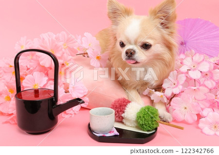 A spring-like Japanese-style scene of a Chihuahua surrounded by cherry blossoms and Japanese sweets A spring-like Japanese-style scene of a Chihuahua surrounded by cherry blossoms and Japanese sweets 122342766