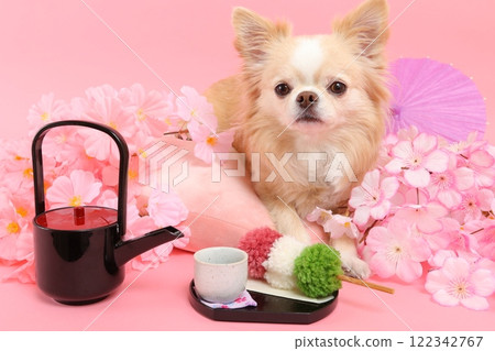 被櫻花和日式甜點包圍的吉娃娃的春天般的日本景色 122342767