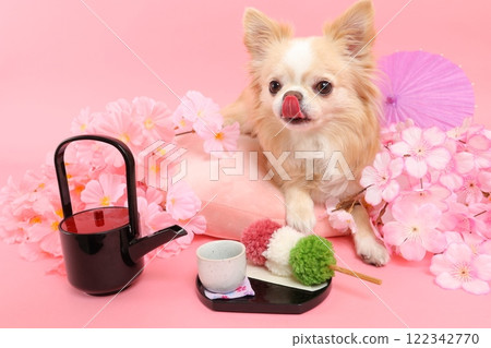 被櫻花和日式甜點包圍的吉娃娃的春天般的日本景色 被櫻花和日式甜點包圍的吉娃娃的春天般的日本景色 122342770