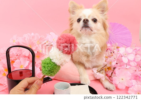 A spring-like Japanese-style scene of a Chihuahua surrounded by cherry blossoms and Japanese sweets A spring-like Japanese-style scene of a Chihuahua surrounded by cherry blossoms and Japanese sweets 122342771
