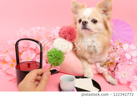 A spring-like Japanese-style scene of a Chihuahua surrounded by cherry blossoms and Japanese sweets A spring-like Japanese-style scene of a Chihuahua surrounded by cherry blossoms and Japanese sweets 122342772