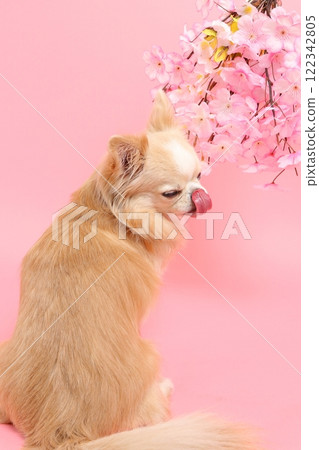 A spring-like profile of a Chihuahua looking up at cherry blossoms 122342805