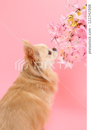 A spring-like profile of a Chihuahua looking up at cherry blossoms 122342806