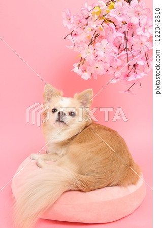 A spring-like profile of a Chihuahua looking up at cherry blossoms 122342810