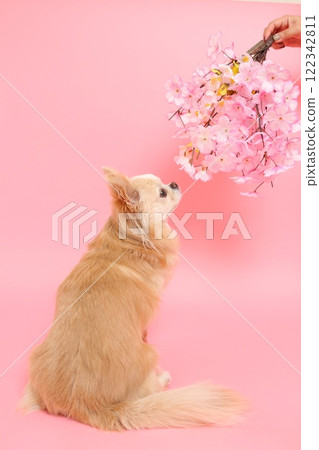 A spring-like profile of a Chihuahua looking up at cherry blossoms 122342811
