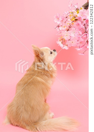 A spring-like profile of a Chihuahua looking up at cherry blossoms 122342812