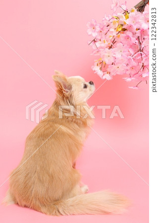 A spring-like profile of a Chihuahua looking up at cherry blossoms 122342813