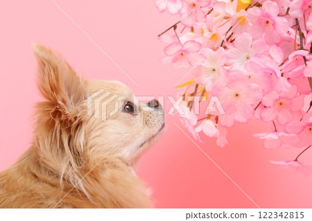 A spring-like profile of a Chihuahua looking up at cherry blossoms 122342815