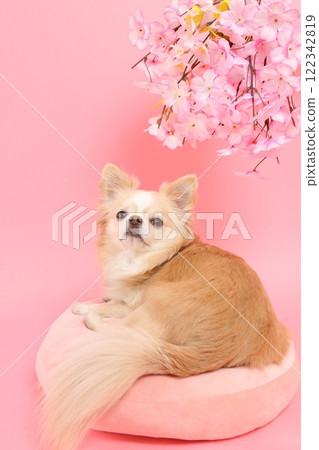 A spring-like profile of a Chihuahua looking up at cherry blossoms 122342819