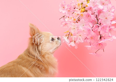 吉娃娃犬仰望櫻花的春天般的輪廓 122342824