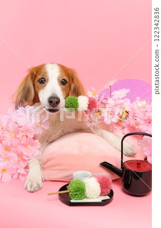 用櫻花和日本糖果裝飾的微笑狗的日式肖像 122342836