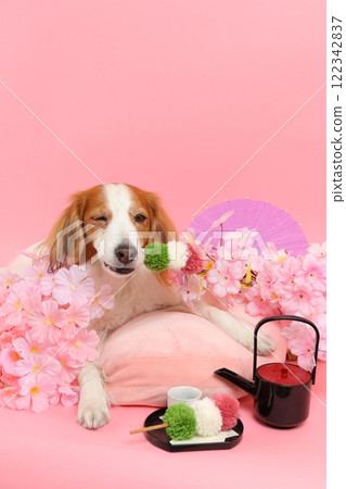 Japanese-style portrait of a smiling dog decorated with cherry blossoms and Japanese sweets Japanese-style portrait of a smiling dog decorated with cherry blossoms and Japanese sweets 122342837