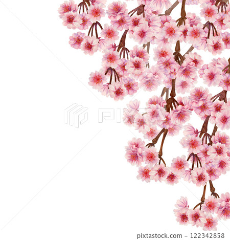 Frame of branches with pink cherry blossoms of the Japanese Hanami festival isolated on a white background. Botanical design in lilac pink color, in sunrise palette. Watercolor template for wedding 122342858