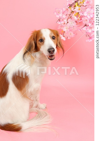 A spring-like Japanese portrait of Kooikerhondje smiling with cherry blossoms 122342953
