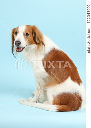 A portrait of Kooikerhondje turning around against a refreshing blue background 122343092