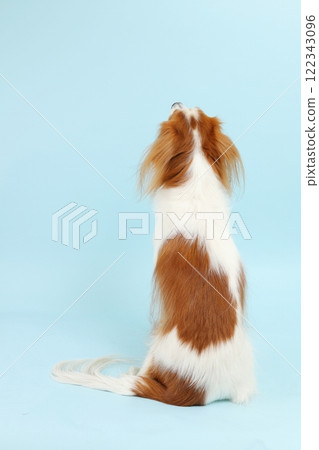 A portrait of Kooikerhondje showing his back against a refreshing blue background A portrait of Kooikerhondje showing his back against a refreshing blue background 122343096