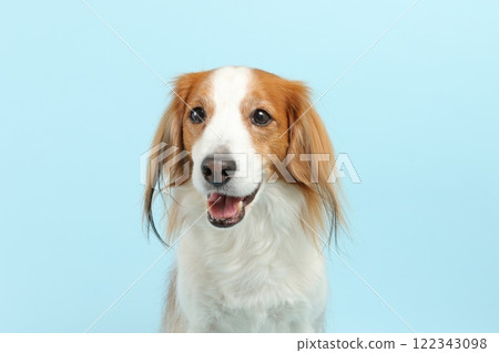 Koikerhondier 站在清爽的藍色背景下的肖像 Koikerhondier 站在清爽的藍色背景下的肖像 122343098