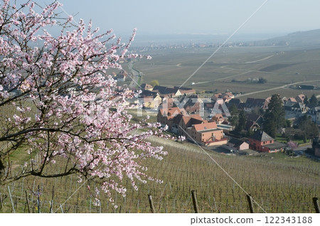 法國阿爾薩斯葡萄酒產區的春天 Riquewihr_Alsace 122343188