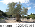 法國 橄欖樹 Près du Pont du Gard 122343194