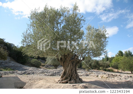 France Olive Tree Près du Pont du Gard France Olive Tree Près du Pont du Gard 122343194