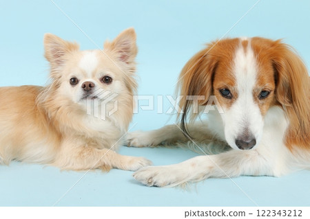 吉娃娃和考克魯哈迪犬並列的溫馨場景 吉娃娃和考克魯哈迪犬並列的溫馨場景 122343212