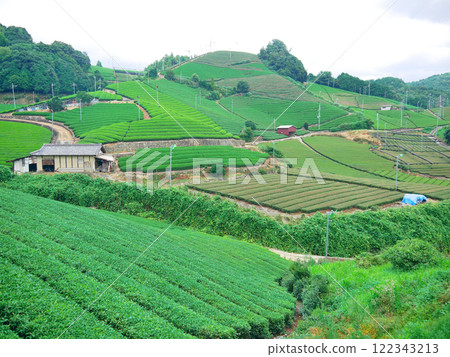 京都和束町石寺寺的茶園 122343213