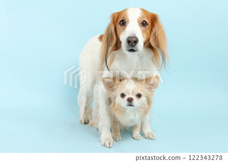 Koikerhondier 和 Chihuahua 的友善鏡頭相互重疊 122343278