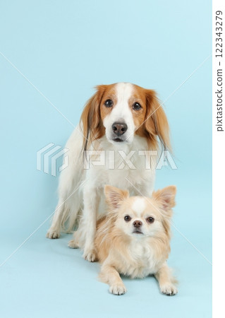 A friendly shot of a Kooikerhondje and a Chihuahua overlapping each other 122343279