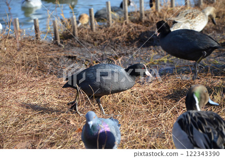 白骨頂鳥等野鳥聚集在水邊。 白骨頂鳥等野鳥聚集在水邊。 122343390