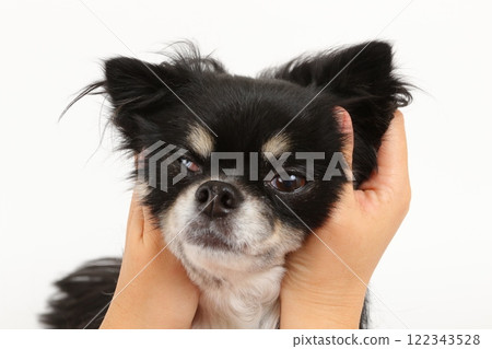 The moment he holds a black and tan Chihuahua in his hands and makes a funny face The moment he holds a black and tan Chihuahua in his hands and makes a funny face 122343528