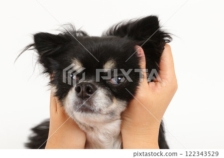 當你雙手握住一隻黑褐色吉娃娃和他滑稽的臉的那一刻 122343529