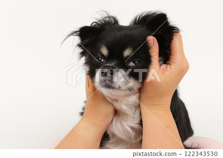 當你雙手握住一隻黑褐色吉娃娃和他滑稽的臉的那一刻 當你雙手握住一隻黑褐色吉娃娃和他滑稽的臉的那一刻 122343530