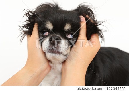 將黑棕褐色的吉娃娃放在手中，讓它看起來像殭屍 122343531